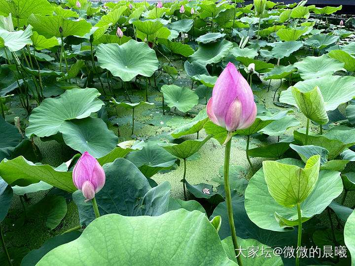 附近主题公园的荷花开了，好好看，每天都会去溜达一圈，荷花，睡莲，还有锦鲤看着心情..._花生活