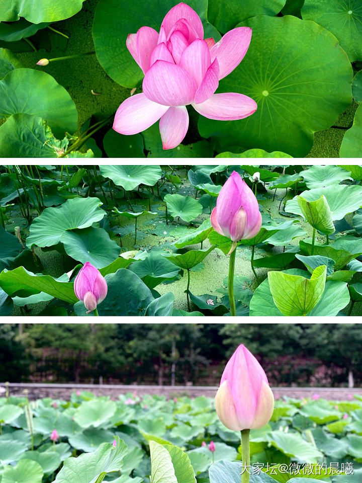 附近主题公园的荷花开了，好好看，每天都会去溜达一圈，荷花，睡莲，还有锦鲤看着心情..._花生活