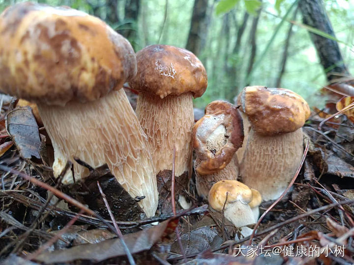 你们秀手镯，我们秀秀今天早上上山的成果。_食材