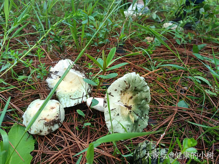 你们秀手镯，我们秀秀今天早上上山的成果。_食材