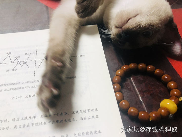 我学习道路上的绊脚石_猫