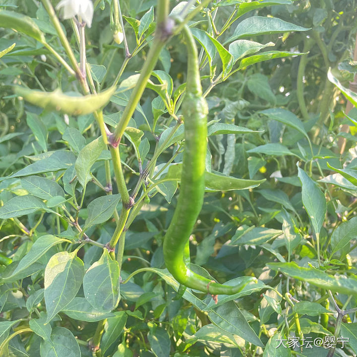 生机勃勃，硕果累累_菜园