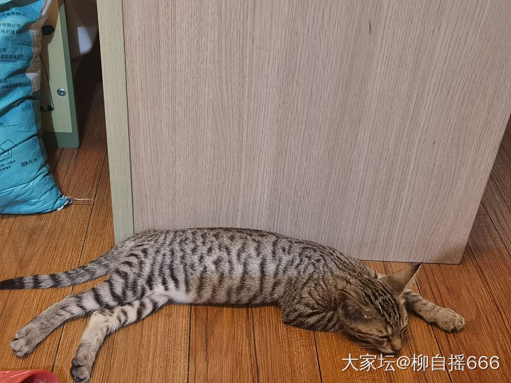 有时候挺羡慕小雨点🐱_猫