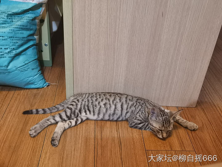 有时候挺羡慕小雨点🐱_猫