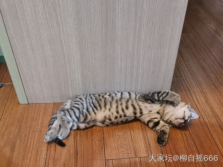 有时候挺羡慕小雨点🐱_猫