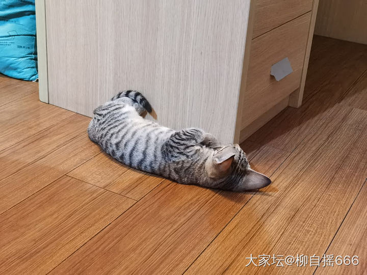 有时候挺羡慕小雨点🐱_猫