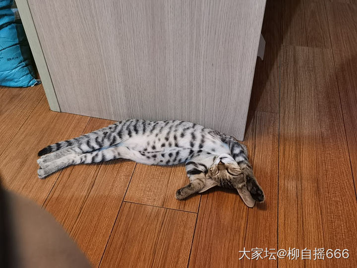 有时候挺羡慕小雨点🐱_猫