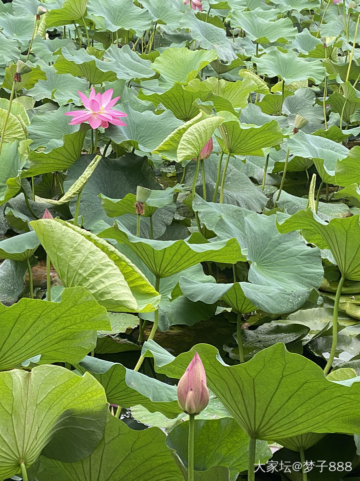 赏荷观鱼🐟_水族类花