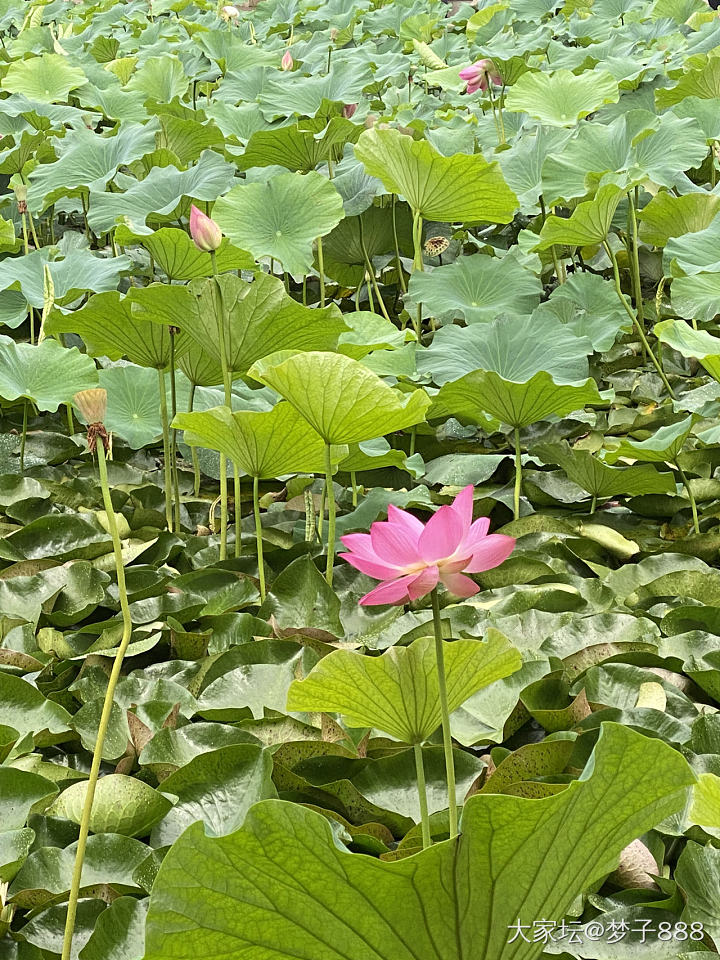 赏荷观鱼🐟_水族类花