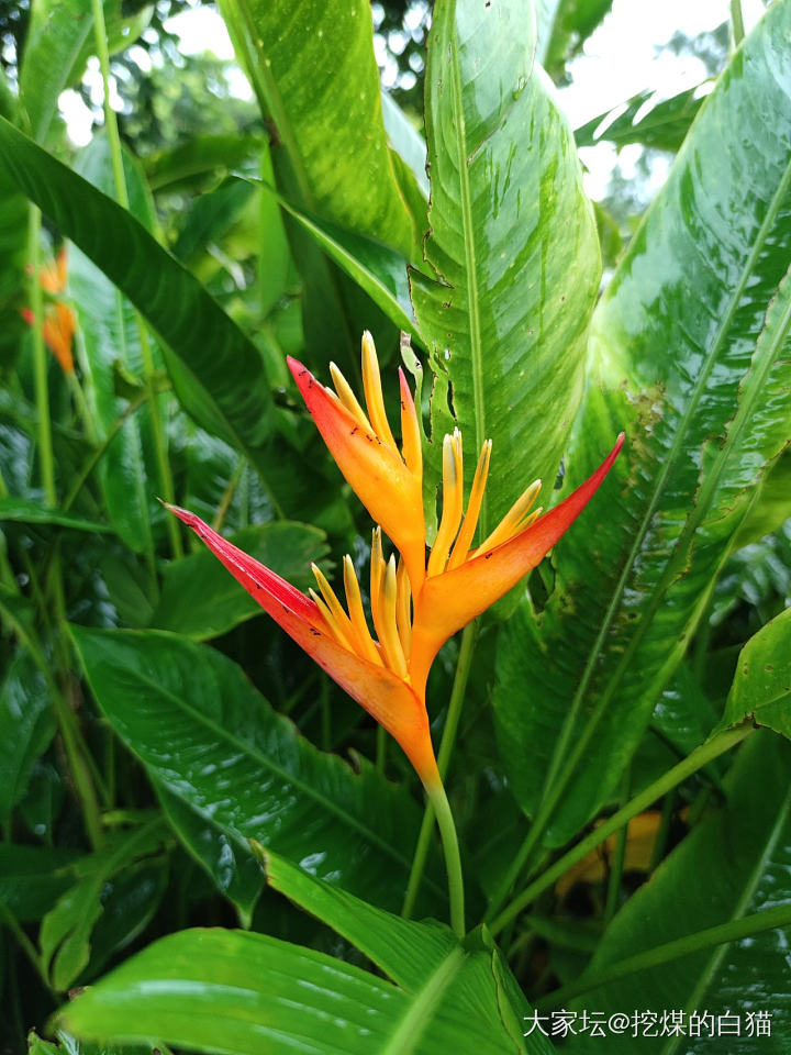 版纳中科热带植物园一日游_植物旅游