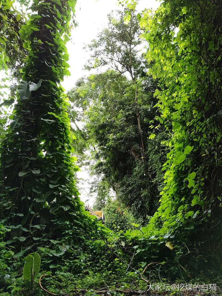 版纳中科热带植物园一日游_植物旅游