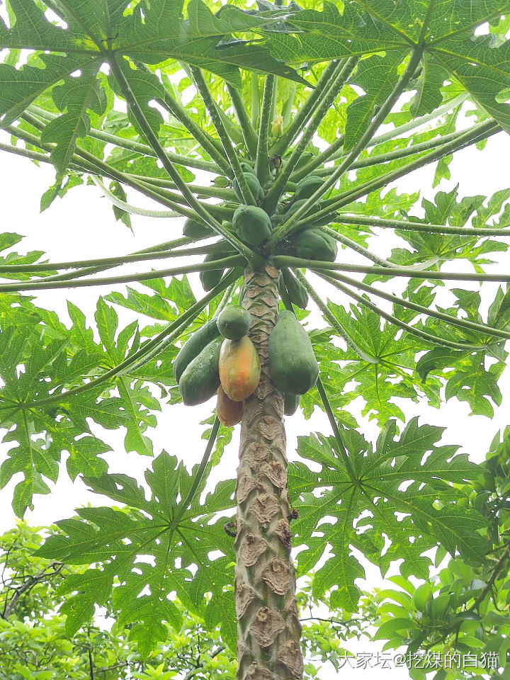 版纳热带花卉园与南药园_植物旅游