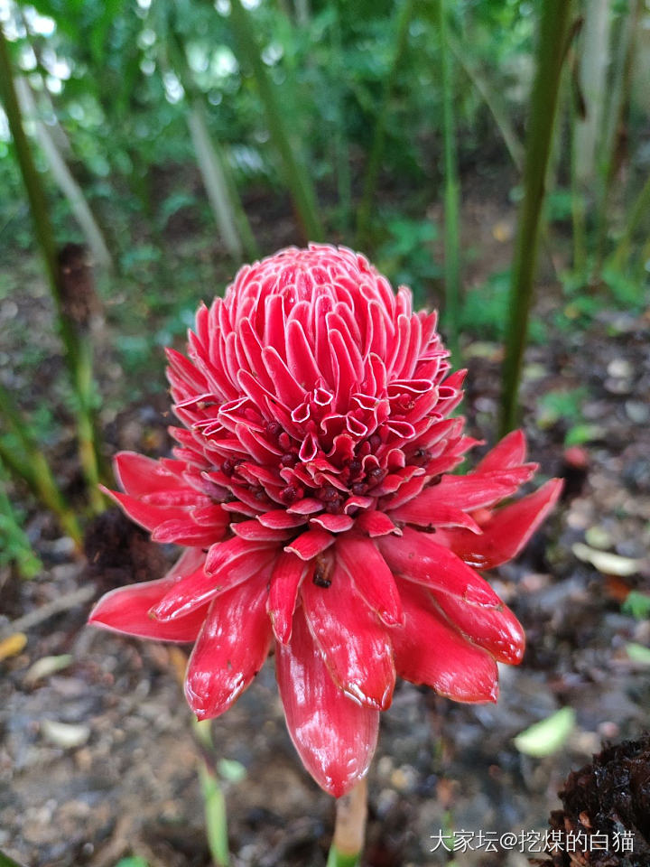 版纳热带花卉园与南药园_植物旅游