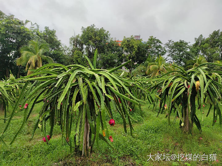 版纳热带花卉园与南药园_植物旅游