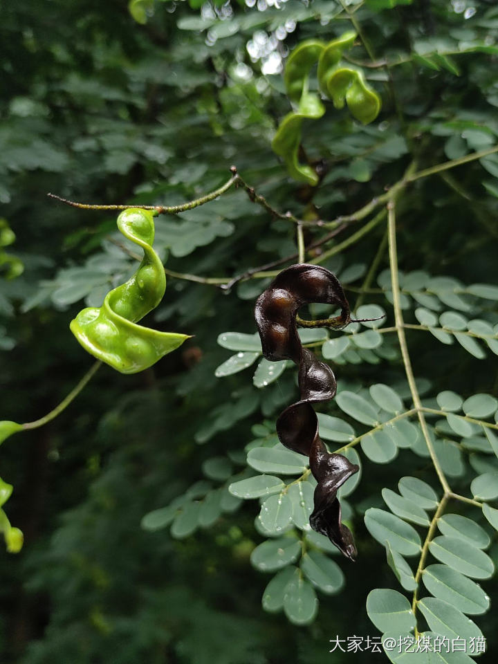 版纳热带花卉园与南药园_植物旅游