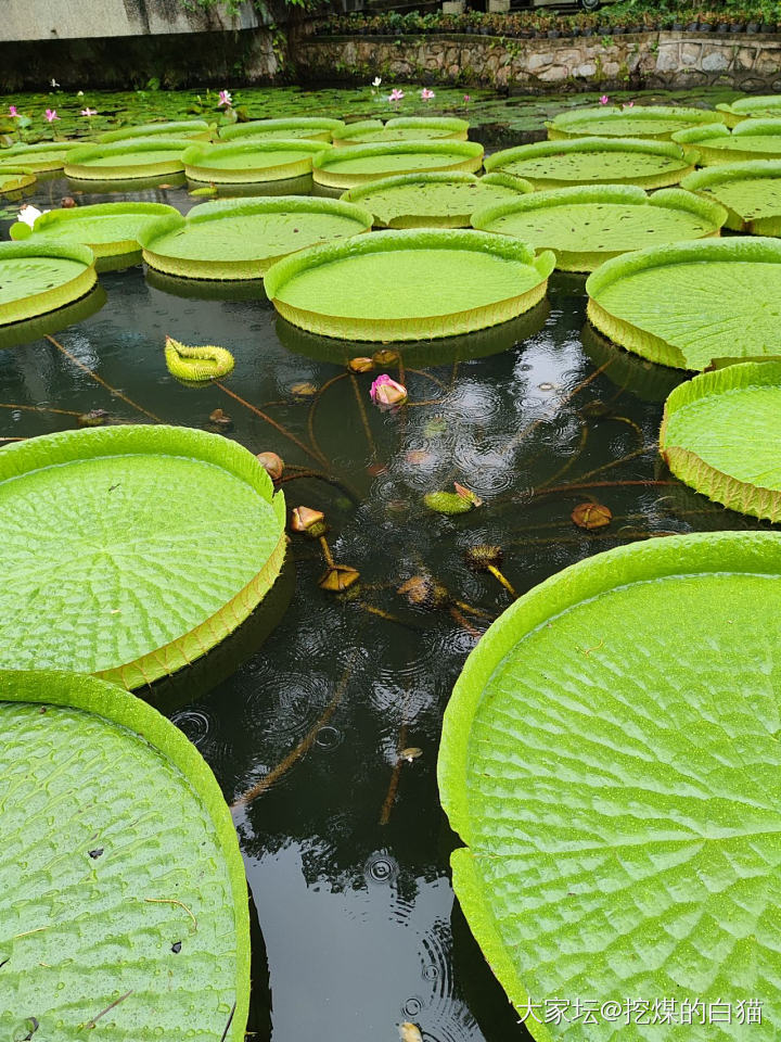 版纳热带花卉园与南药园_植物旅游