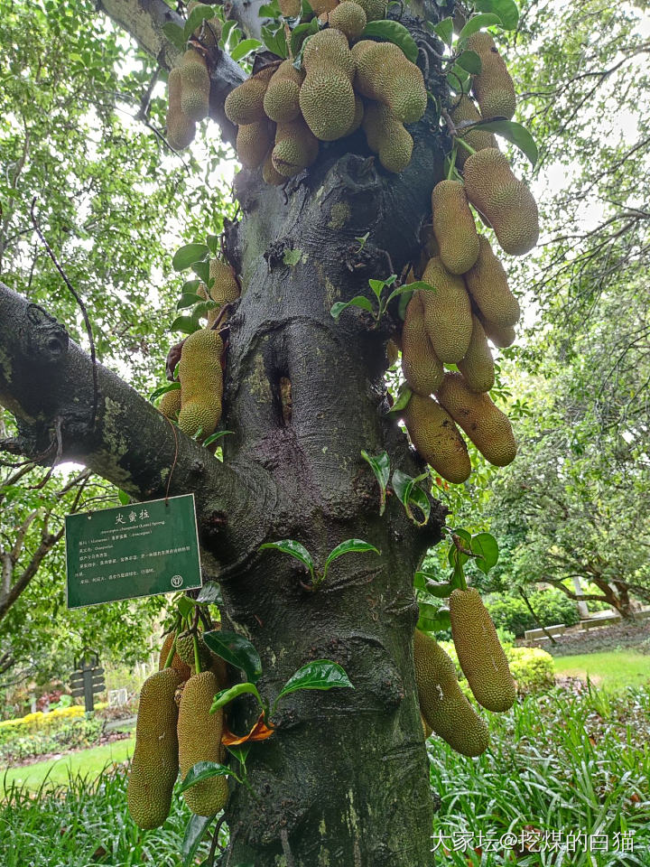 版纳热带花卉园与南药园_植物旅游