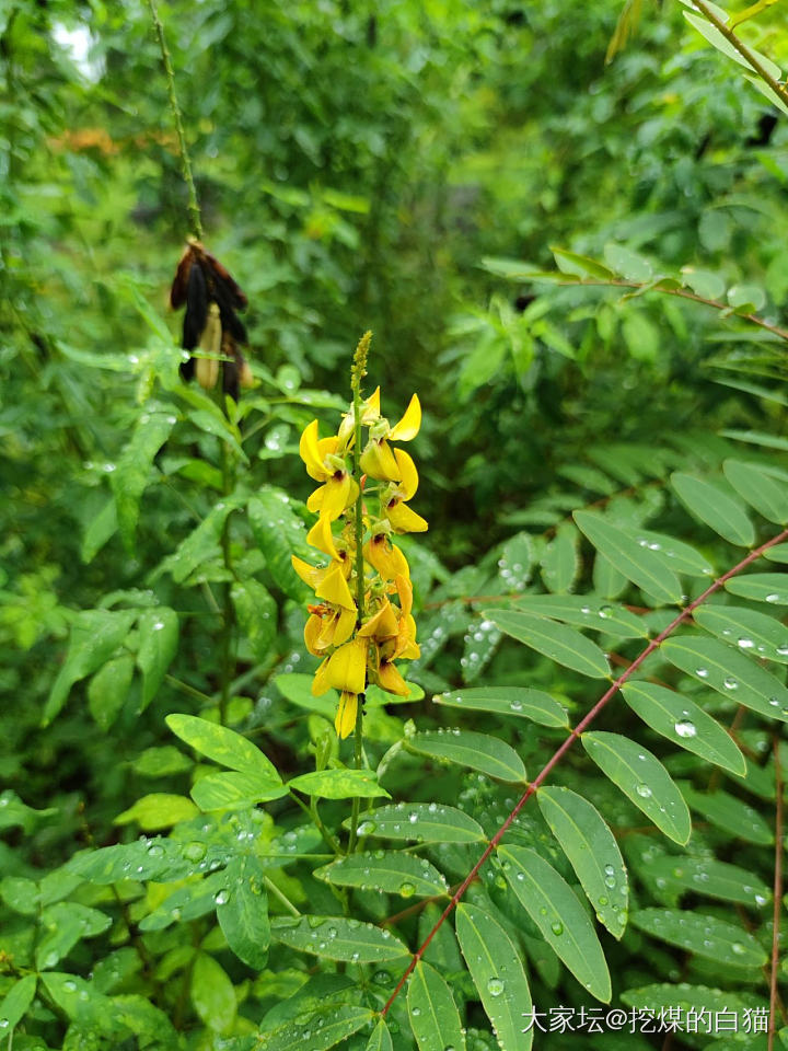 版纳热带花卉园与南药园_植物旅游