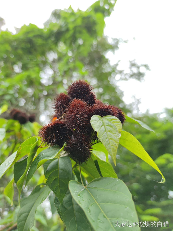 版纳热带花卉园与南药园_植物旅游