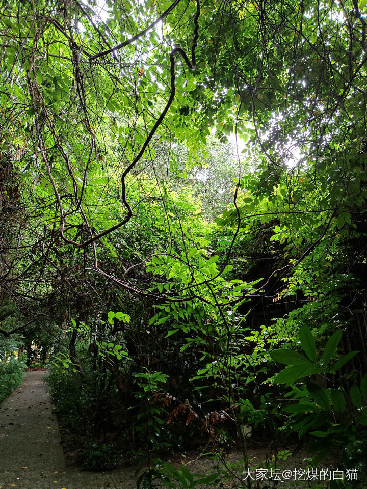 版纳热带花卉园与南药园_植物旅游