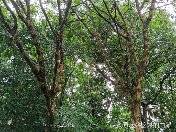 版纳热带花卉园与南药园_植物旅游