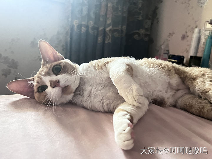 姐妹们，你们家的猫主子做绝育了吗？_猫