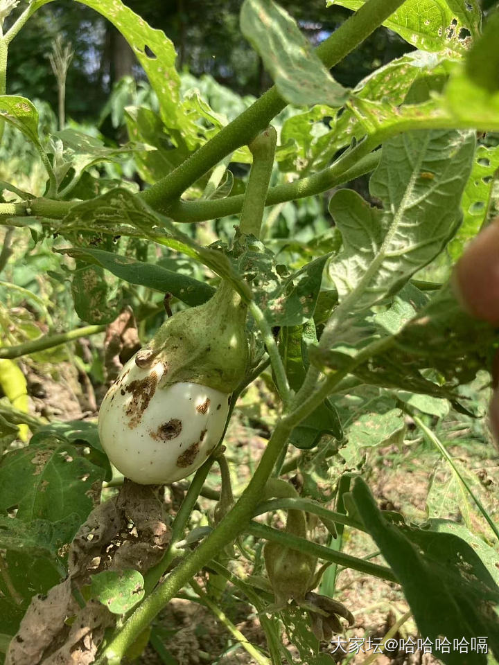 这种白茄子贼好吃，不接受反驳🤭_植物美食