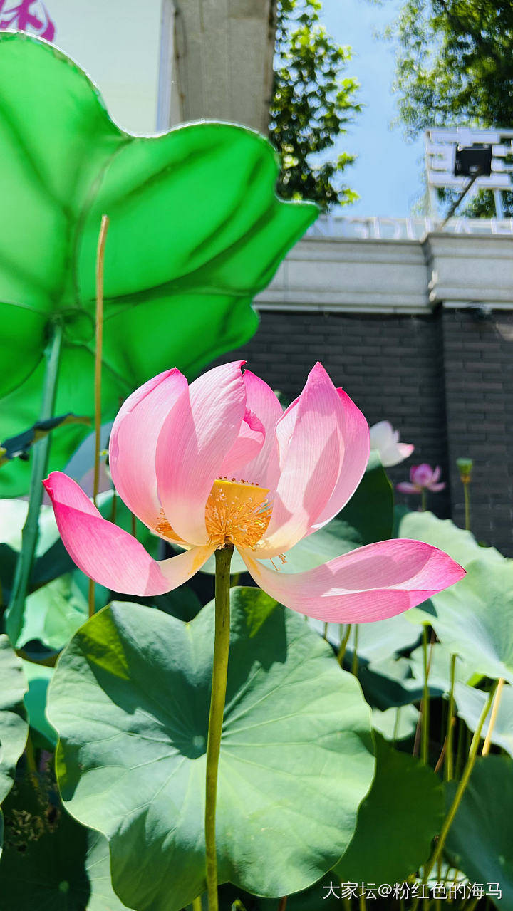 写材料写到手上青筋暴起，技工考试复习了一个多月也没过，唯好不容易奔去公园看荷花时..._水晶