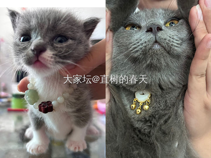 打扮小der和小鸡_猫宠物闲聊