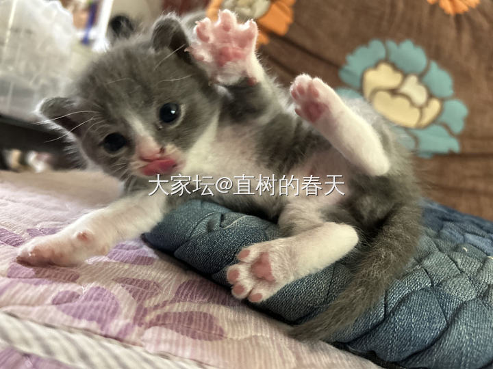 打扮小der和小鸡_猫宠物闲聊