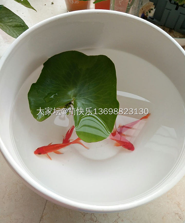 求指教_陶瓷