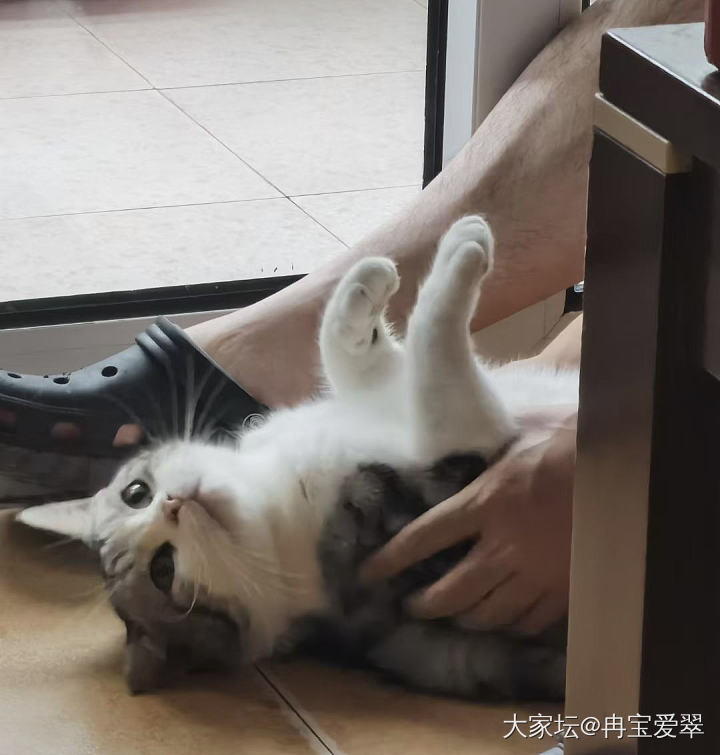 这眼神
艾玛
生无可恋_猫