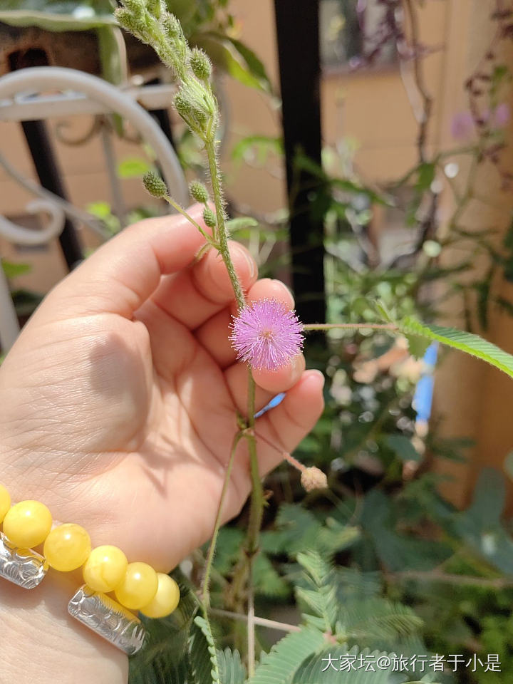 含羞草开花了_琥珀蜜蜡