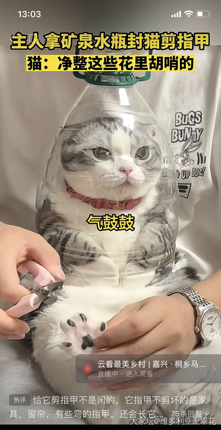 怎么给🐱主子剪指甲？_猫