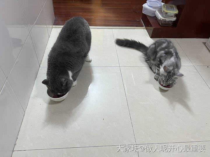 老二是个王八蛋啊_猫