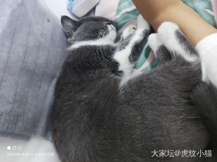 这个睡姿能打多少分？_猫