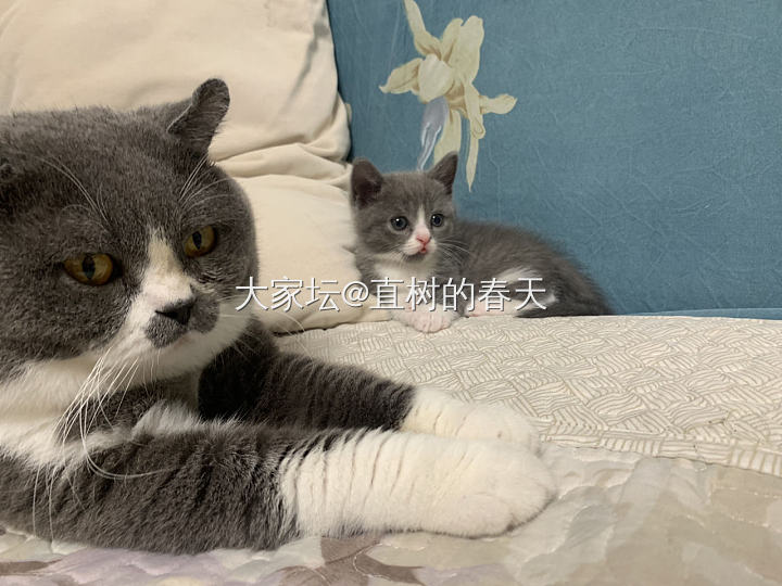 “我要粗来丸！”_猫宠物闲聊