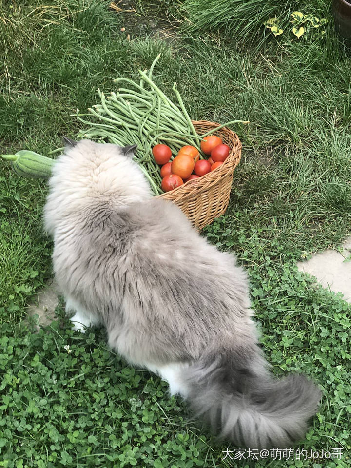 药到病除 又开始活波起来_猫