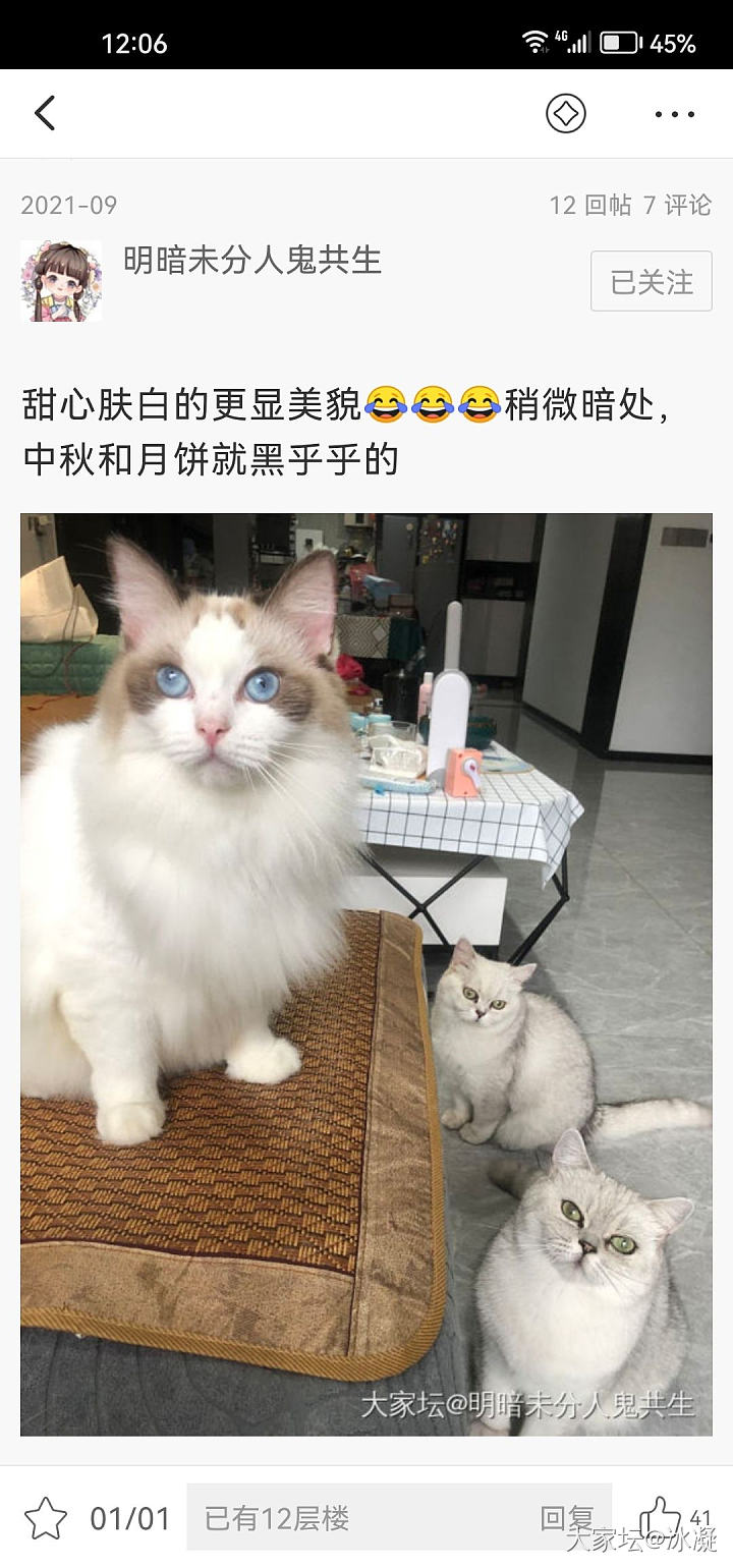 小的改名叫蛋挞了！_猫