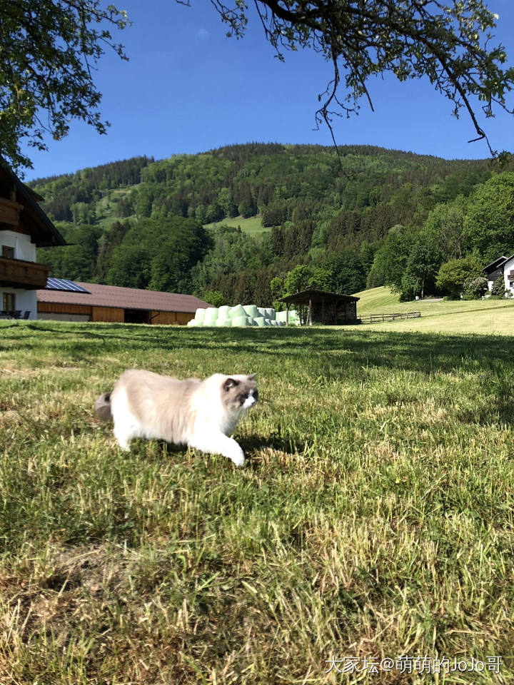 姨姨们我们出去玩啦_猫旅游