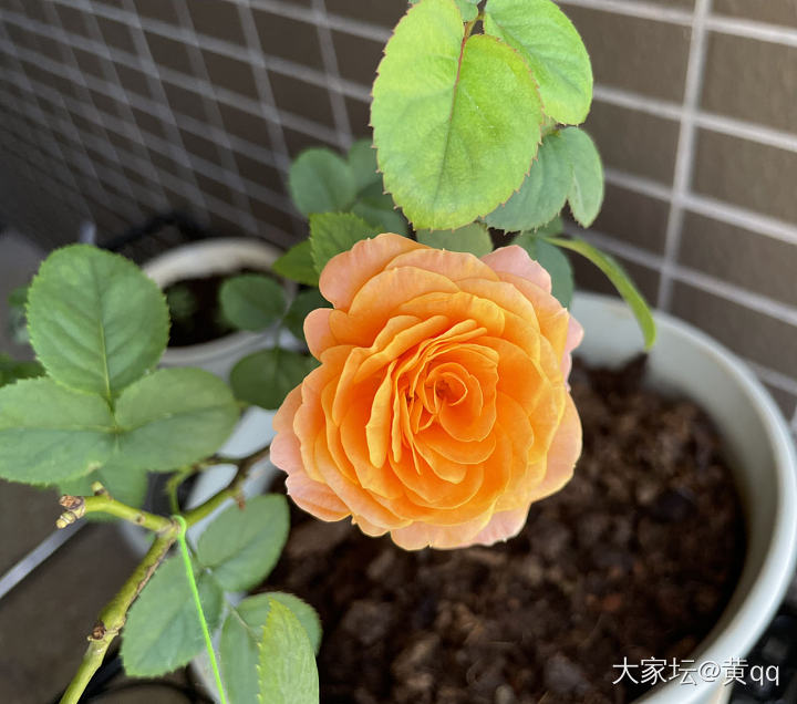 阳台果汁玫瑰，也想看看大家种的花花～_花