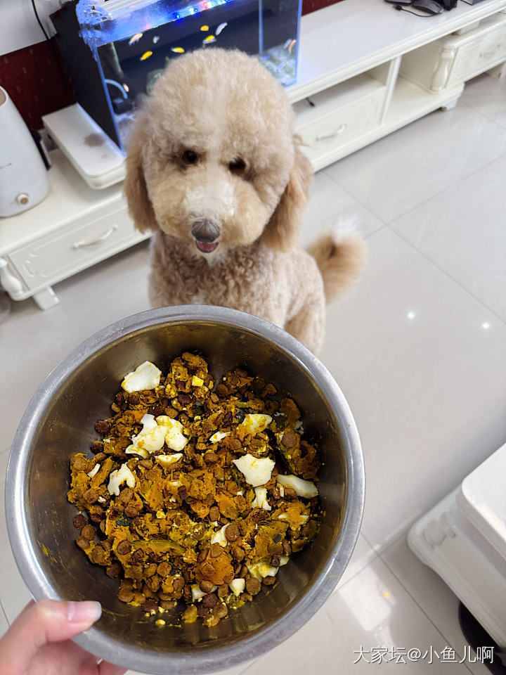 干饭狗吃饭得用盆_狗