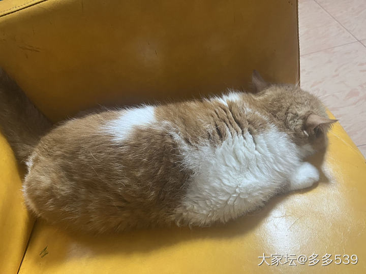 求抱抱不成屁股对着我😂_猫