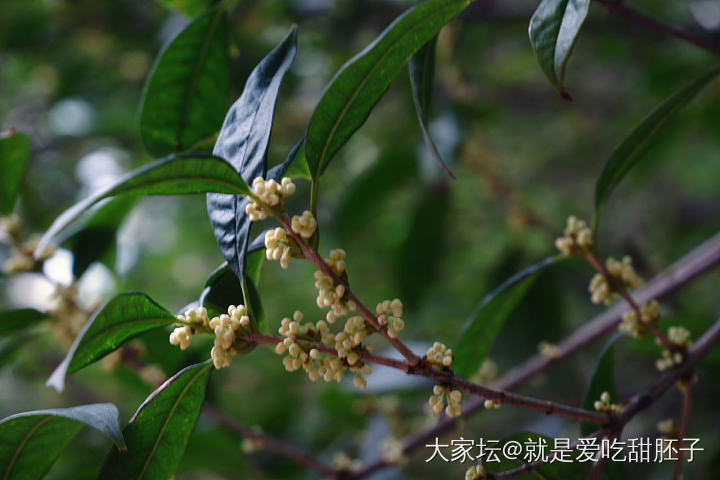 中秋应景的首饰_手镯金