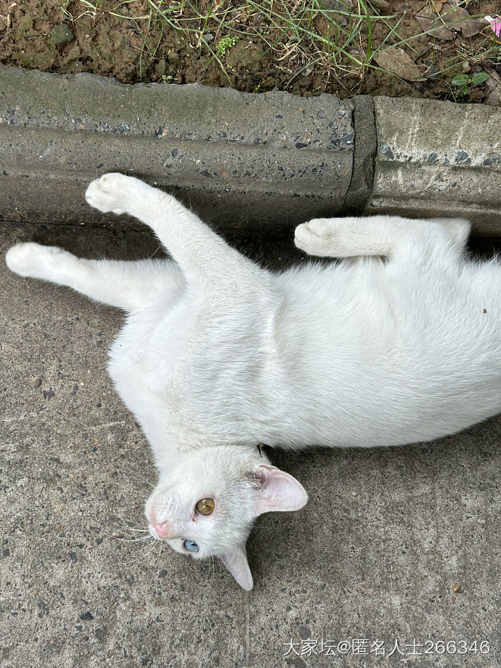 流浪猫里的颜值巅峰_猫