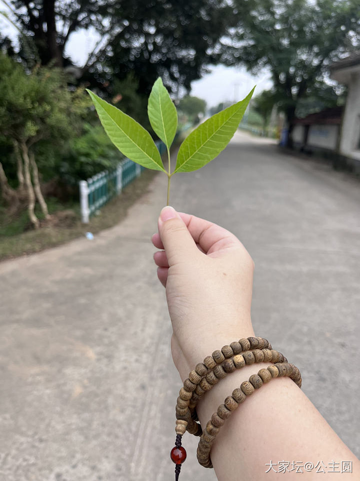 最近入手的沉香_珠串沉香