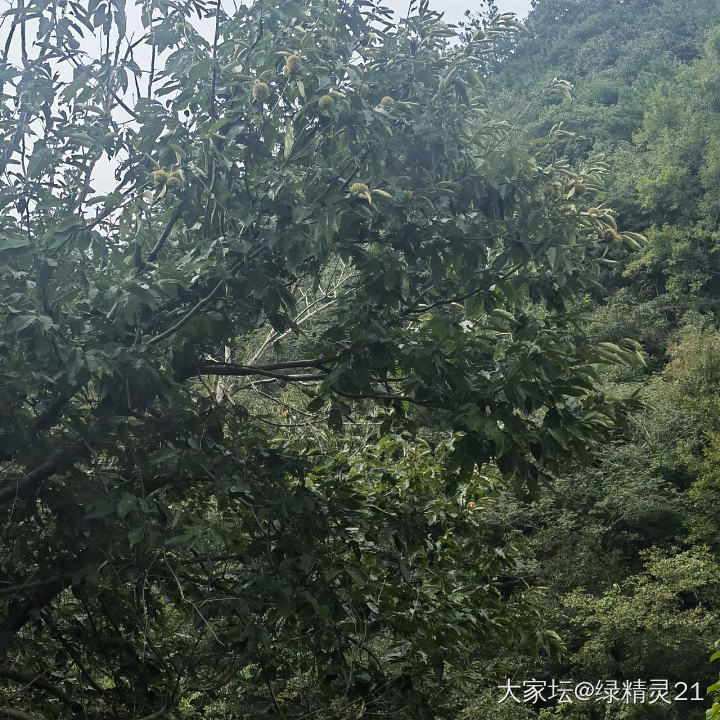 有姐妹认识这个果子_植物