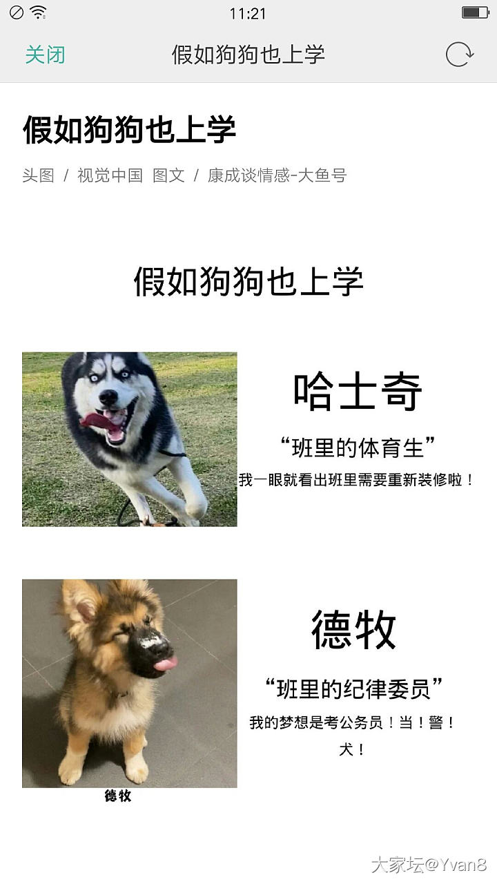 如果狗狗去上学_狗