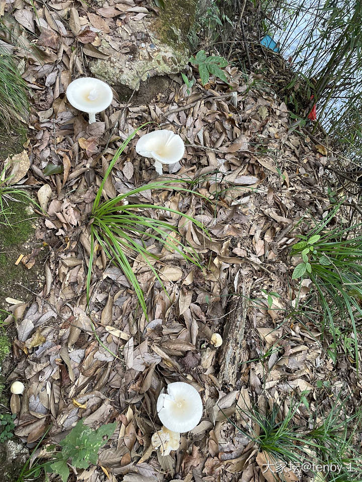 百度了很久，貌似可食用：白条盖鹅膏菌_食材