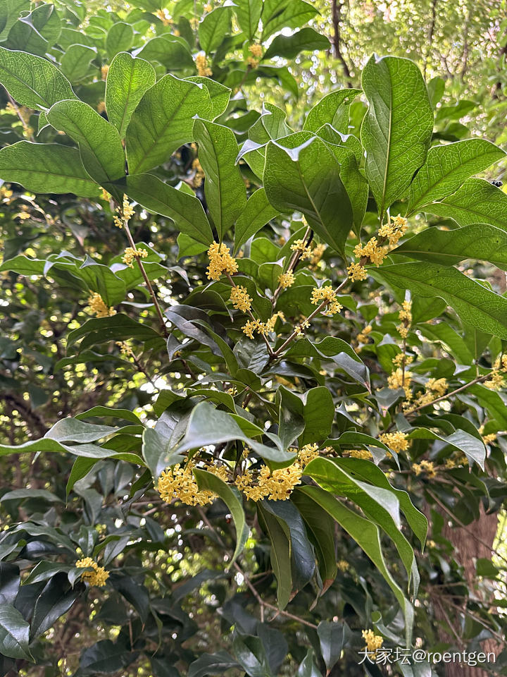 随手拍拍小区里的秋色(枫叶)_植物